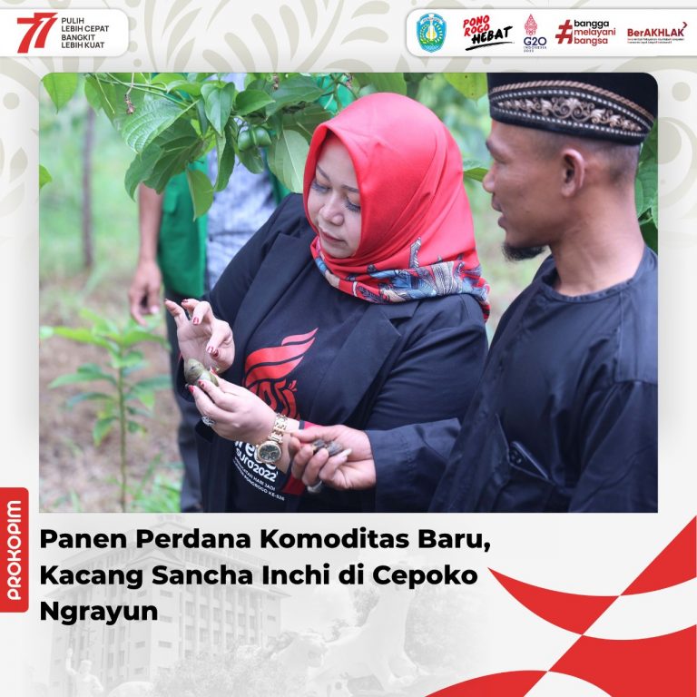Panen Perdana Komoditas Baru, Kacang Sancha Inchi di Cepoko Ngrayun