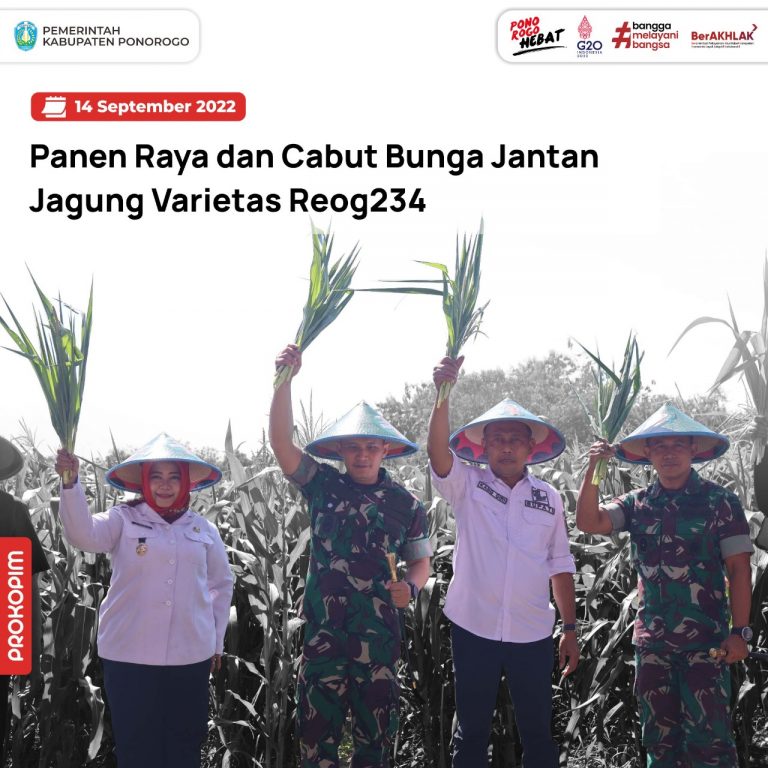 Panen Raya dan Cabut Bunga Jantan Jagung Varietas Reog234