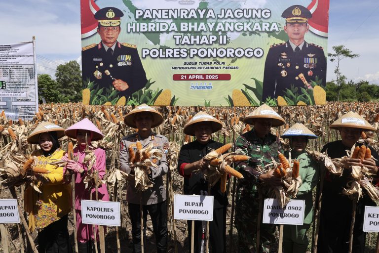 Capai Target, Benih Jagung “Bhayangkara” Hasilkan 10,9 Ton per Hektar